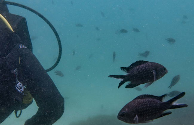 Baptême de plongée dans le Parc Naturel du Détroit - Photo 1