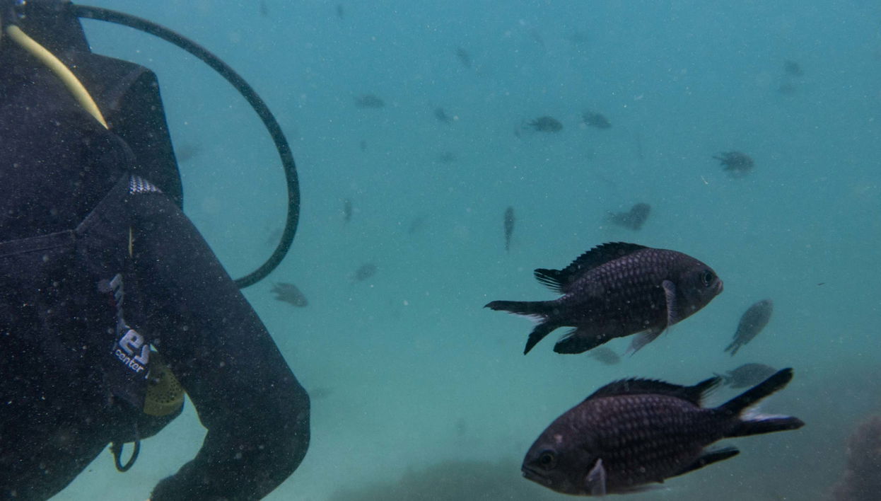 Baptême de plongée dans le Parc Naturel du Détroit
