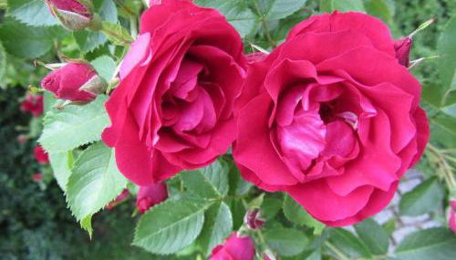 Ferienhaus Am Bauerngarten - Foto 3