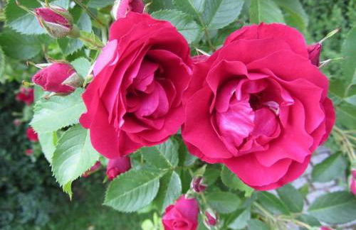 Ferienhaus Am Bauerngarten - Foto 3