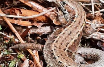 Newfoundland Cottage - Photo 40