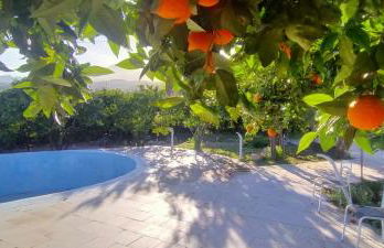 aranceto dell'Etna - Foto 52