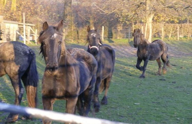 Located Near Maastricht Towards the Belgium Border - Photo 66