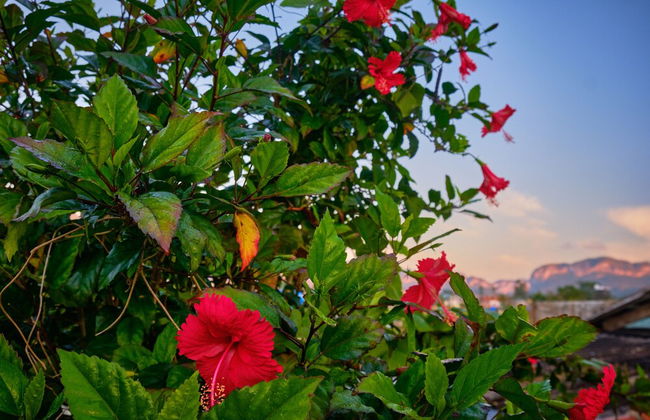 Villa in Viñales with garden and terrace - Foto 45