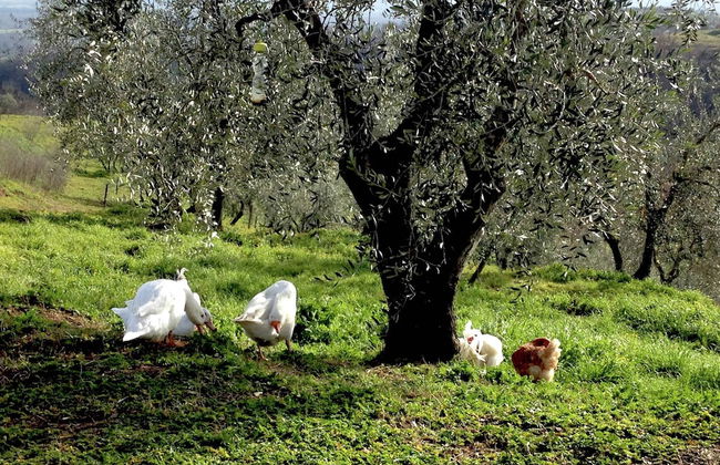 Belvilla by OYO Casaletto Graffi - Foto 36