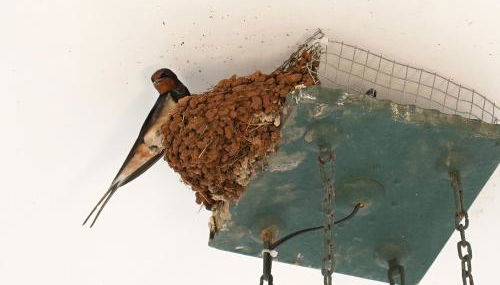 Corte delle rondini - Foto 5