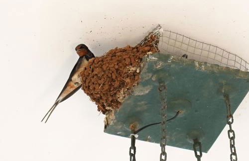 Corte delle rondini - Foto 5