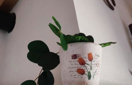 10 da Muralha - Foto 22