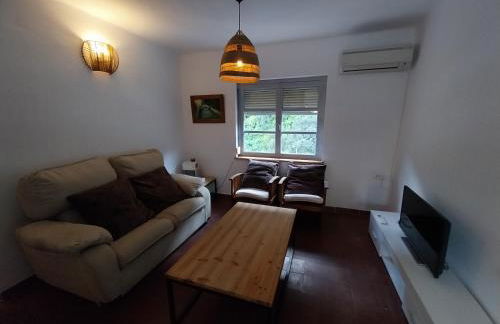 Ave Ibis eremita Vejer - Foto 11