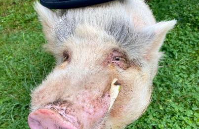 Agriturismo La Pineta - Foto 13