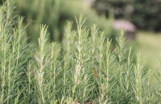 Villa San Giusto - Pool&Relax - Foto 46