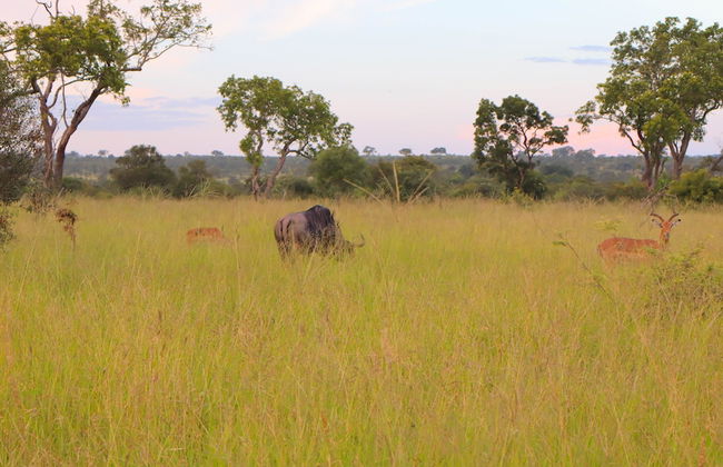 Self Catering Chalets - Manyeleti - Foto 23