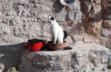 Guesthouse Runcini - Photo 44