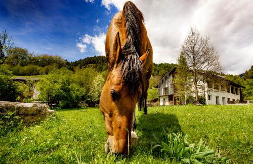 Agritur Artemisia - Photo 14