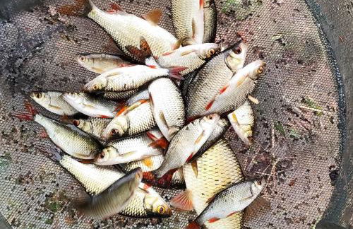 Maison plain-pied à la campagne avec jardin privatif, barbecue, proche Parc de la Brenne et Châteauroux - FR-1-591-599 - Foto 23