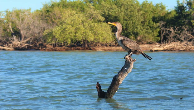 Discover the local wildlife along the route