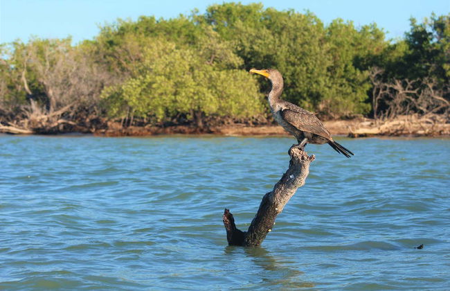 Holbox Kayak Tour - Photo 3