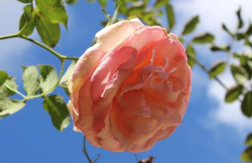 Gîtes à l'ombre des chênes - Foto 32