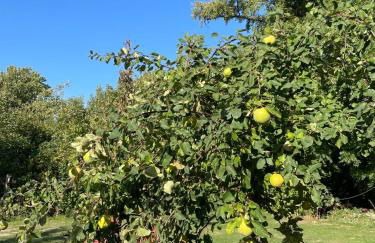 Ferienhaus an der Selke - Foto 18