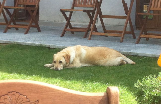 Il Casale del Giglio - Foto 38