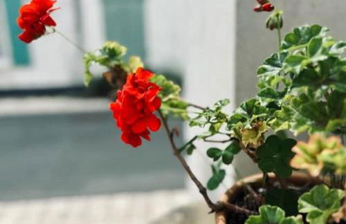 Charming fisherman's cottage in Ars en Ré - Foto 26