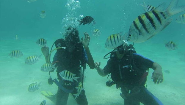 Mergulho entre peixes tropicais