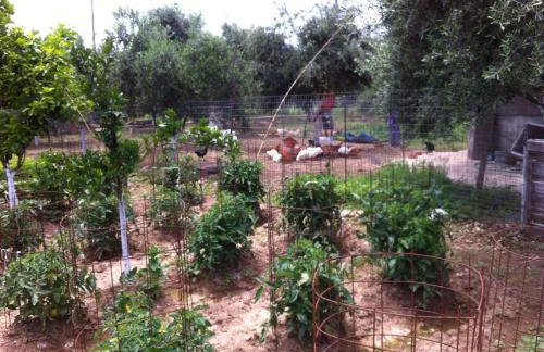 BIO Garden Stonehouse - Foto 48