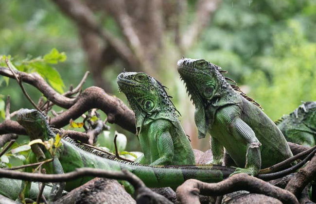 Punti panoramici del Canyon del Sumidero, Zoomat e Cristo di Chiapas - Foto 2