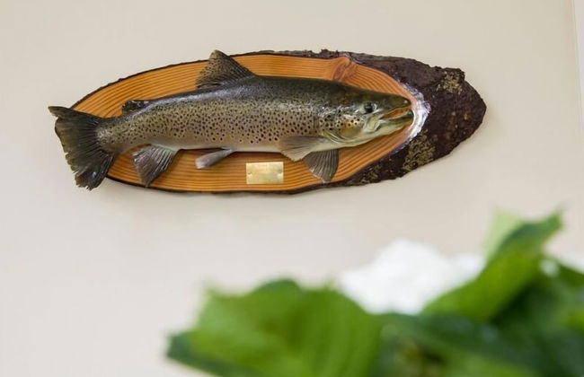 Country Lodge Kinloch - Photo 24