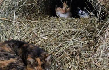 Ferienhof Bron - Foto 15