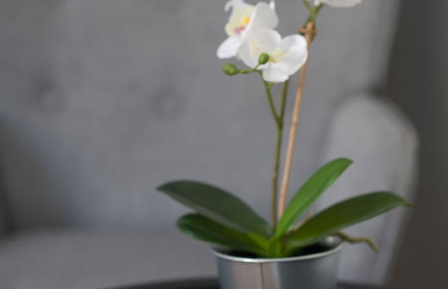 Aju Ben Yehuda 23 - Foto 20