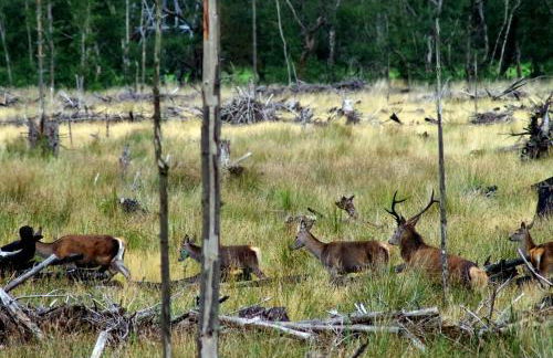 Ruskin Lodges Argyll, by Puck's Glen, Rashfield near Dunoon - Foto 9