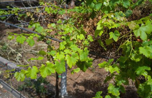 Finca Fuente Laurel - Foto 34