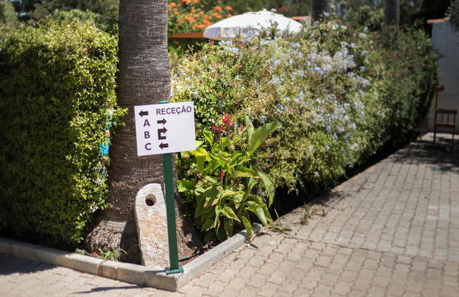 Flor da Laranja - Foto 4