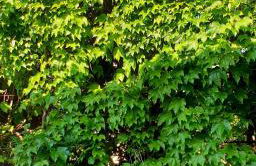 QUIET HOUSE GARDEN NAPLES-POMPEI-SORRENTO - Foto 6