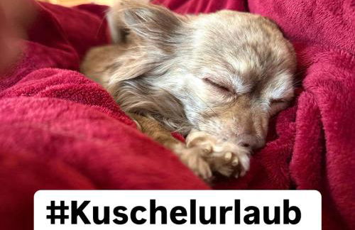 Hundeurlaub im Tiny House im Wald - Foto 14