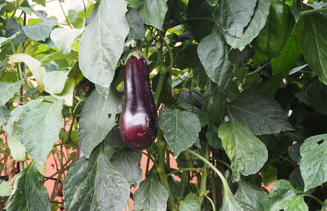 L'Era de Cal Roger - Photo 50