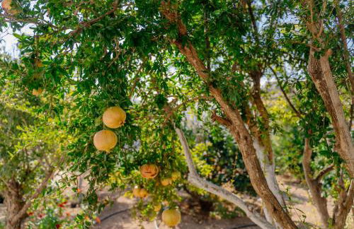 Xerolithia Guesthouse - Photo 53