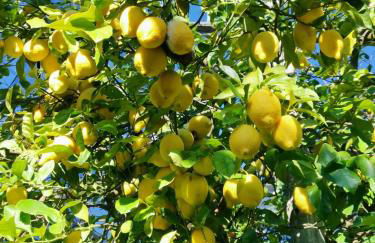 Villa Antica Macina - Foto 21