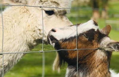 Drakes Cottage - nr Piddletrenthide - Photo 13