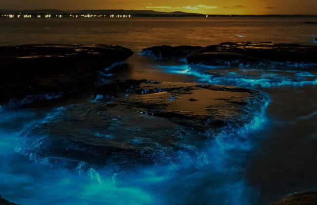 Tour del plancton bioluminescente in kayak ad Auckland - Foto 1