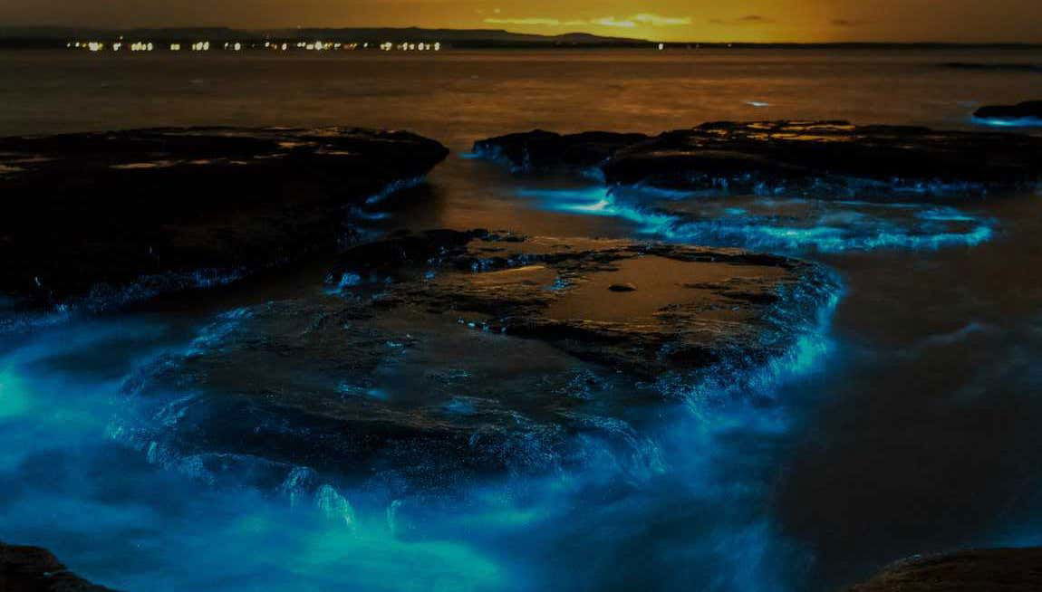 Tour del plancton luminiscente en kayak por Auckland