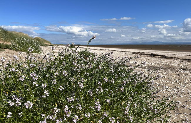 Clouded Yellow - Beautiful Modern Lodge, Kippford - Photo 38