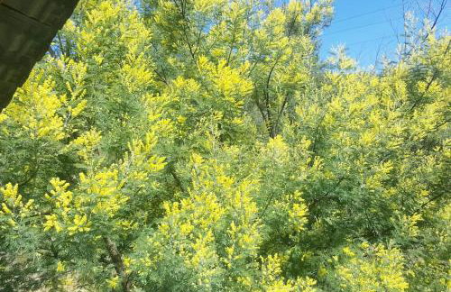 Cévennes Méridionales maison linge fourni - Foto 19