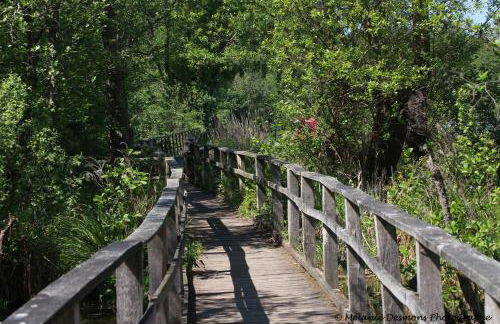 Comme à la maison - BASILIQUE - Foto 60