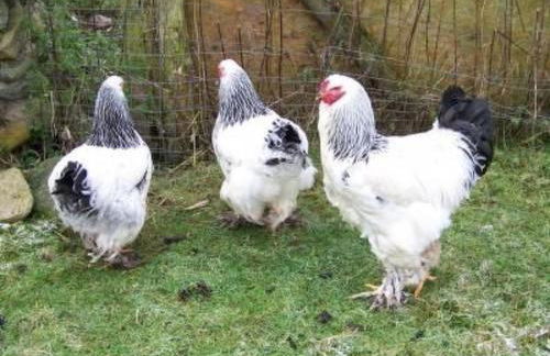 Holiday Home Alleenwiesen by Interhome - Photo 16