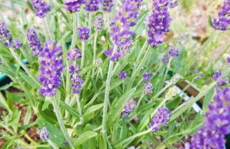 Olszyna Pod Brzozą - Foto 61