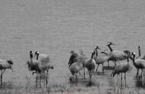 Cottage 12B jusque 4 pers Bulle Der Lac du der - Foto 19