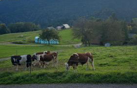 Haus Panorama mit Alpenblick - Foto 39
