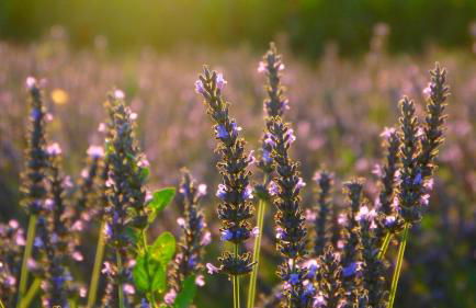 La Tenuta Va Oltre - Foto 5